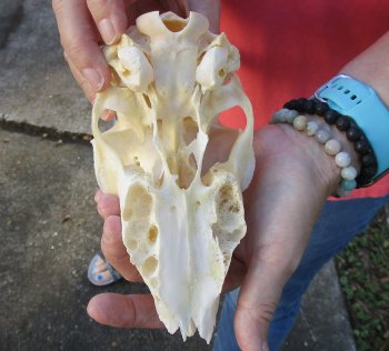 B-Grade 5 1/2" Horns on Female Springbok Skull - $32