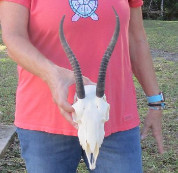 9 inch Horns on Female Springbok Skull - $47