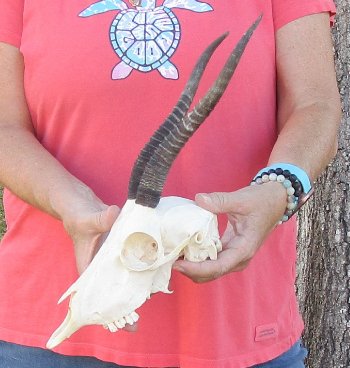 9 inch Horns on Female Springbok Skull - $47