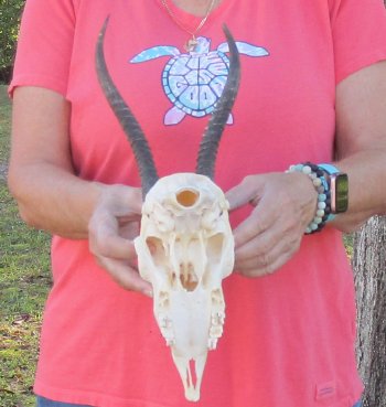 9 inch Horns on Female Springbok Skull - $47