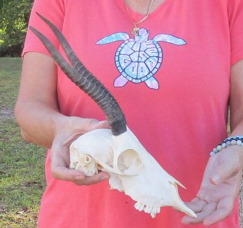 9 inch Horns on Female Springbok Skull - $47