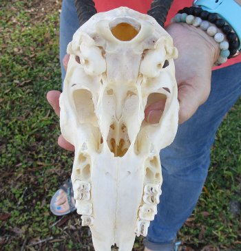 9 inch Horns on Female Springbok Skull - $47
