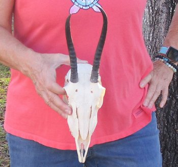 B-Grade 7" and 9-3/4"Horns on Female Springbok Skull - $32