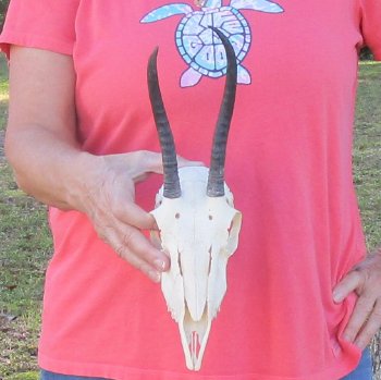 B-Grade 7" and 9-3/4"Horns on Female Springbok Skull - $32