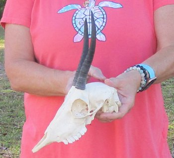 B-Grade 7" and 9-3/4"Horns on Female Springbok Skull - $32