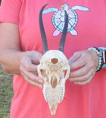 B-Grade 7" and 9-3/4"Horns on Female Springbok Skull - $32