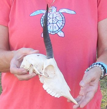 B-Grade 7" and 9-3/4"Horns on Female Springbok Skull - $32