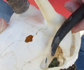 B-Grade 7" and 9-3/4"Horns on Female Springbok Skull - $32