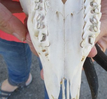 B-Grade 7" and 9-3/4"Horns on Female Springbok Skull - $32