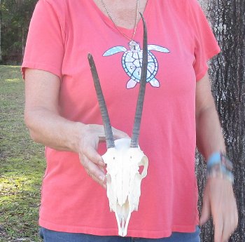 B-Grade 7" and 9-3/4"Horns on Female Springbok Skull - $32