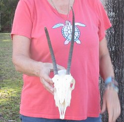 B-Grade 7" and 9-3/4"Horns on Female Springbok Skull - $32