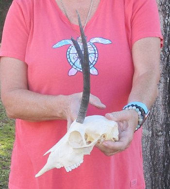 B-Grade 7" and 9-3/4"Horns on Female Springbok Skull - $32