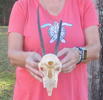 B-Grade 7" and 9-3/4"Horns on Female Springbok Skull - $32