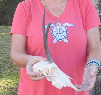 B-Grade 7" and 9-3/4"Horns on Female Springbok Skull - $32