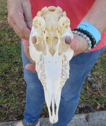 B-Grade 7" and 9-3/4"Horns on Female Springbok Skull - $32
