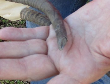 B-Grade 7" and 9-3/4"Horns on Female Springbok Skull - $32