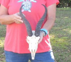 11-1/2 inch Horns o...