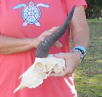 11-1/2 inch Horns on Male Springbok Skull - $60