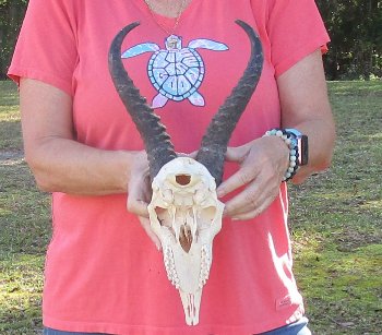 11-1/2 inch Horns on Male Springbok Skull - $60