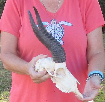 11-1/2 inch Horns on Male Springbok Skull - $60