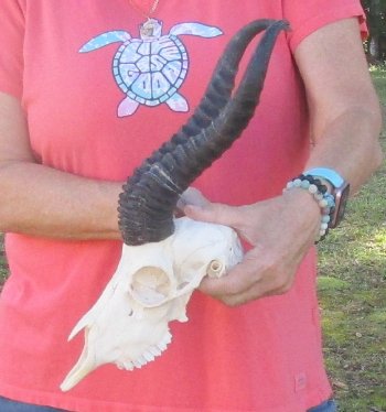 12 inch Horns on Male Springbok Skull - $60