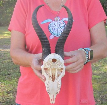 12 inch Horns on Male Springbok Skull - $60