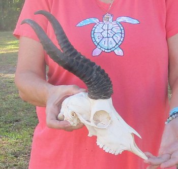 12 inch Horns on Male Springbok Skull - $60