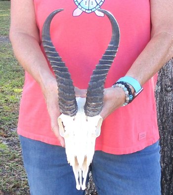11 inch Horns on Male Springbok Skull - $60
