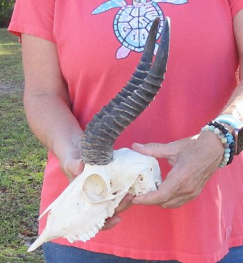 11 inch Horns on Male Springbok Skull - $60