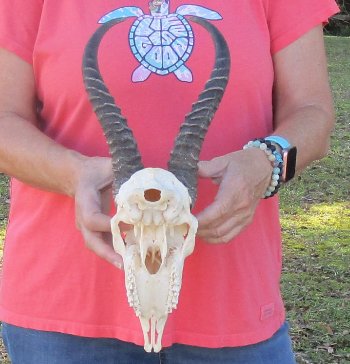 11 inch Horns on Male Springbok Skull - $60