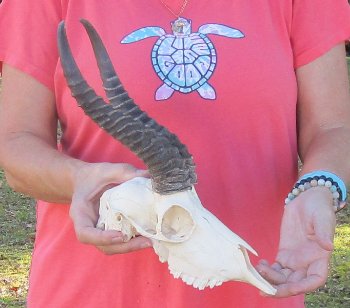 11 inch Horns on Male Springbok Skull - $60