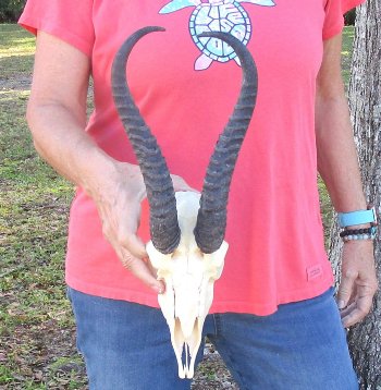 11-3/4 inch Horns on Male Springbok Skull - $60