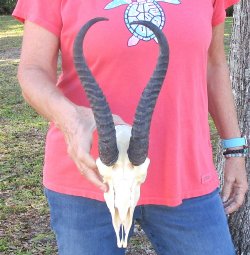 11-3/4 inch Horns o...