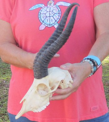 11-3/4 inch Horns on Male Springbok Skull - $60