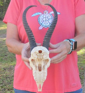 11-3/4 inch Horns on Male Springbok Skull - $60