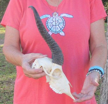 11-3/4 inch Horns on Male Springbok Skull - $60