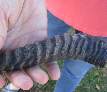 11-3/4 inch Horns on Male Springbok Skull - $60