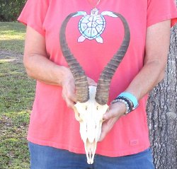 12 inch Horns on Ma...