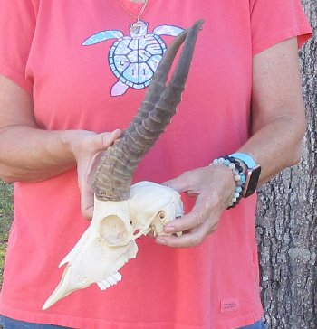 12 inch Horns on Male Springbok Skull - $60