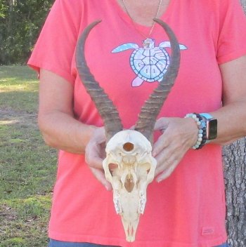 12 inch Horns on Male Springbok Skull - $60