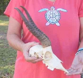 12 inch Horns on Male Springbok Skull - $60