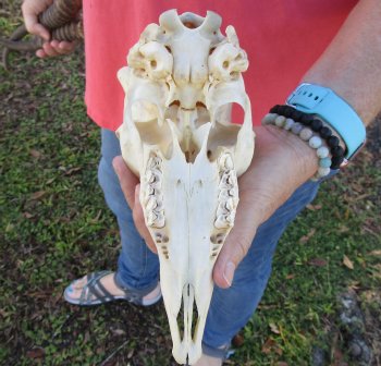 12 inch Horns on Male Springbok Skull - $60