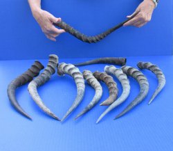 10pc B-Grade African Impala Horns 11" to 21" - for $50/lot
