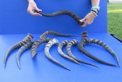 10pc B-Grade African Impala Horns 12" to 19" - for $50/lot