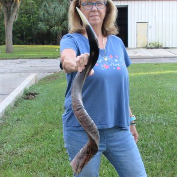 40-1/2" Polished Kudu Horn - $140
