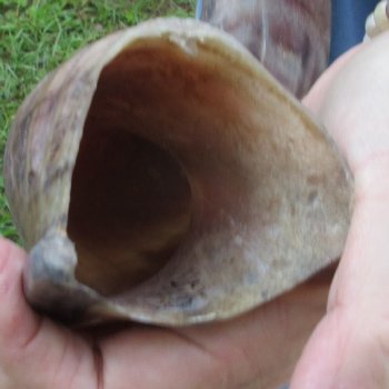 40-1/2" Polished Kudu Horn - $140