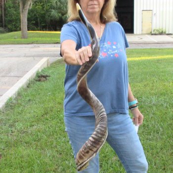 41-1/2" Polished Kudu Horn - $140