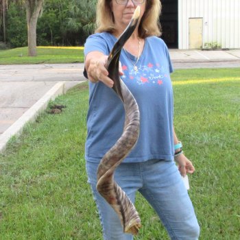 41-1/2" Polished Kudu Horn - $140