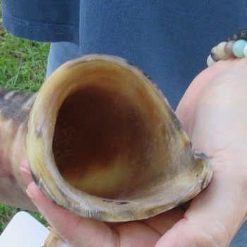 41-1/2" Polished Kudu Horn - $140