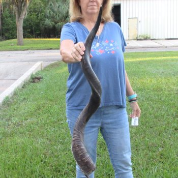 43-1/4" Polished Kudu Horn - $140